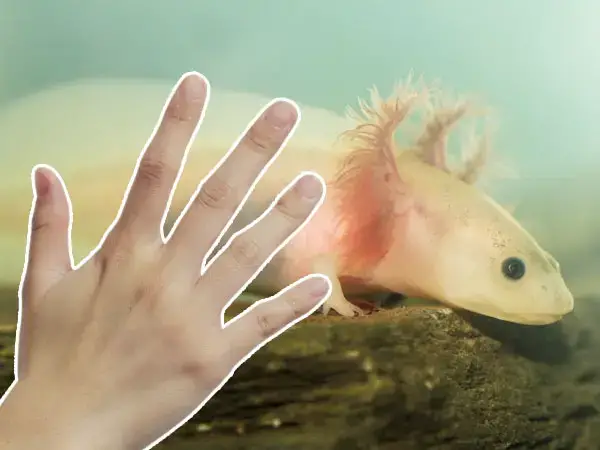 Do Axolotls Like To Be Touched Axolotl Nerd