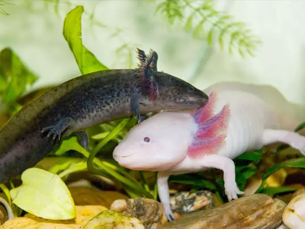 Can You Have Two Or More Axolotls In Same Tank Axolotl Nerd