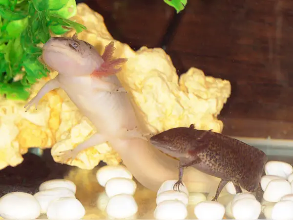 Are Axolotls Aggressive Axolotl Nerd