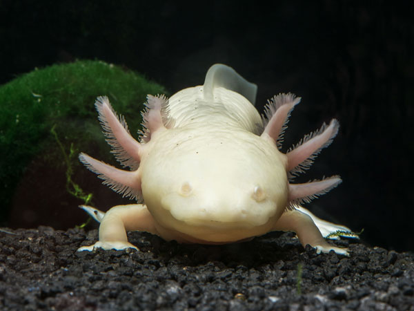 Axolotl Nerd Beginners Guide To Keeping Axolotls 9562