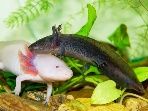 Können Axolotls Das Geschlecht ändern Axolotl Nerd 1716