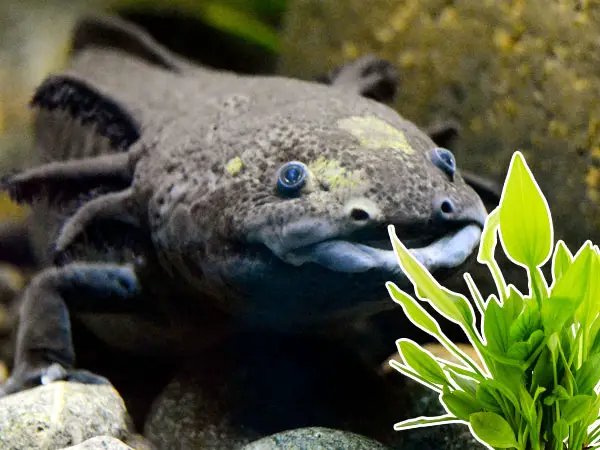 do-axolotls-eat-aquatic-plants-axolotl-nerd