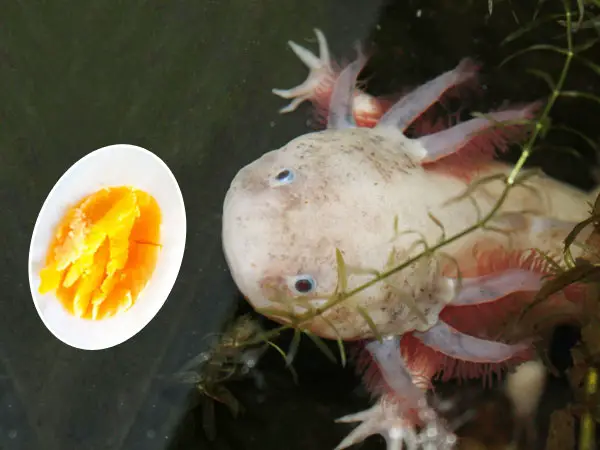 Can Axolotls Eat Boiled Eggs? - Axolotl Nerd