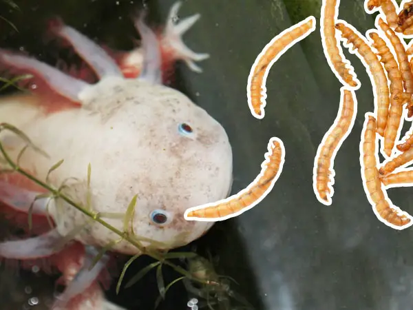 Axolotls Feeding The Complete Guide Axolotl Nerd