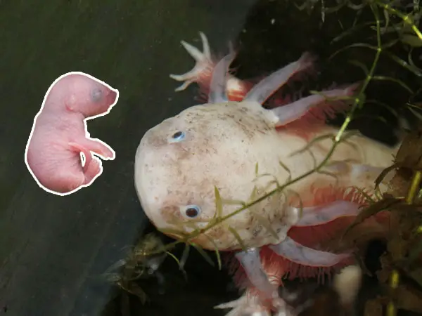 Axolotls - Feeding