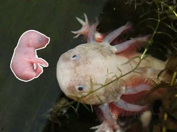 The Ultimate Guide to Axolotl Nutrition: The Best Axolotl Food for Eve