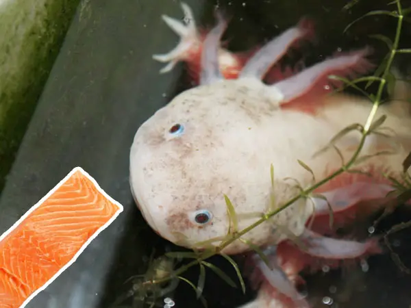 Can Axolotls Eat Salmon Axolotl Nerd