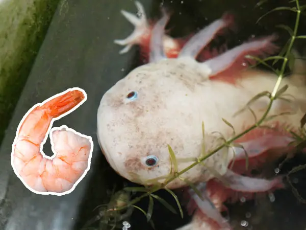 Can Axolotls Eat Shrimp Axolotl Nerd 1413