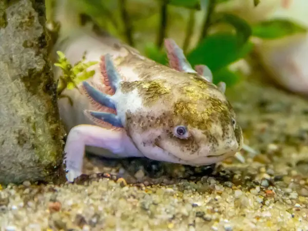 Blue Axolotl Fake Or Real 3 Interesting Facts Axolotl Nerd