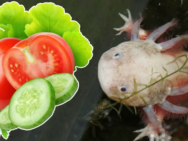 Do Axolotls Eat Vegetables? - Axolotl Nerd