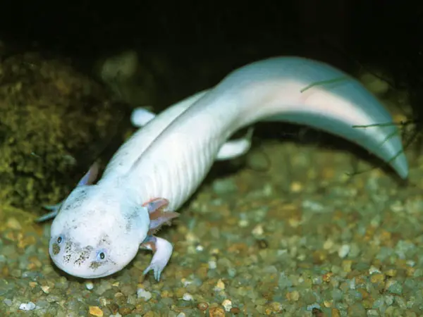 Salamander fish