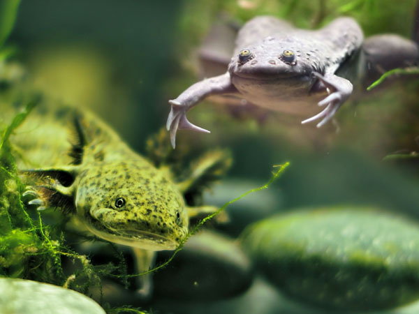 Fat African Dwarf Frog | atelier-yuwa.ciao.jp