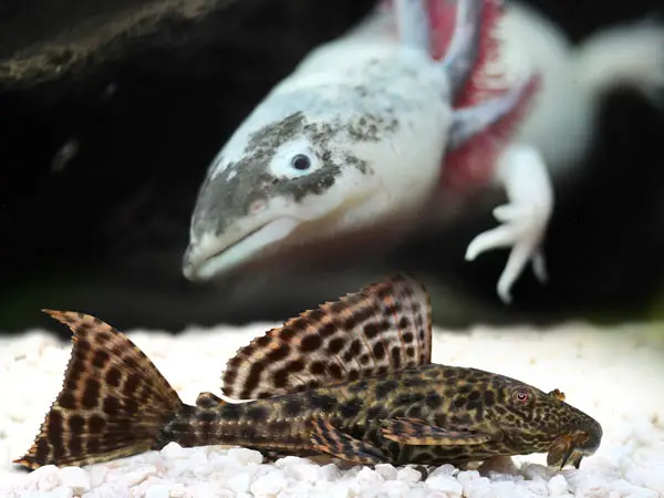 Will Plecos Eat Other Fish 