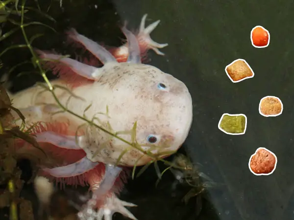 AXOLOTL FOOD!!! SINKING CARNIVORE PELLETS available here at BarkBoi! A  fast-sinking, precisely designed pellet made particularly for carnivorous  fish., By BarkBoi Pet Supplies and Trading