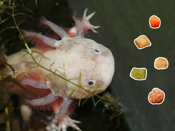 Marvin Munchies Axolotl Pellets