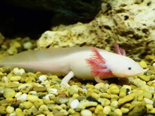 Where To Buy An Axolotl Axolotl Nerd