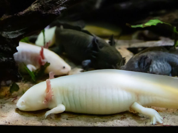 Warum Wird Mein Axolotl Fett Axolotl Nerd 3554