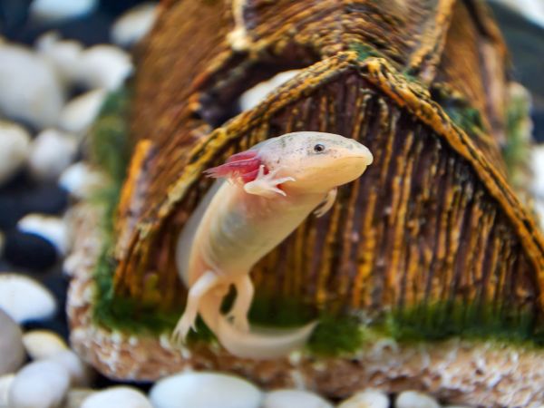 Axolotls For Sale 10 Online Stores You Can Buy An Axolotl Axolotl Nerd