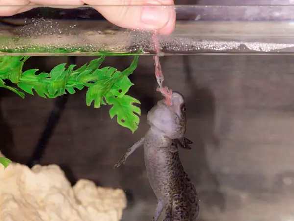 5 Best Foods for Axolotls - Axolotl Nerd (2024)